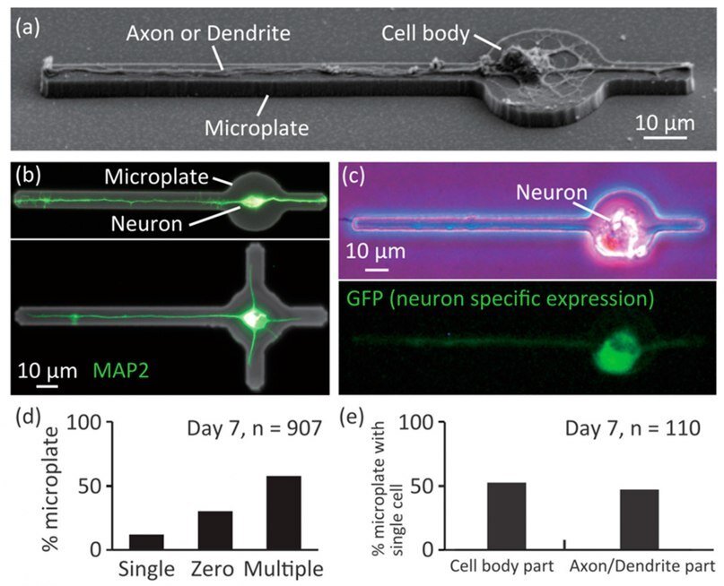 Культивирование одиночных нейронов на микропластинах / Micromachines