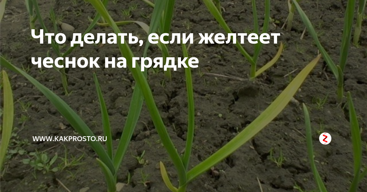 Чеснок пожелтели листья весной посаженный под зиму. Желтеет чеснок что делать. Желтеющий чеснок на грядке. Желтеют листья чеснока.