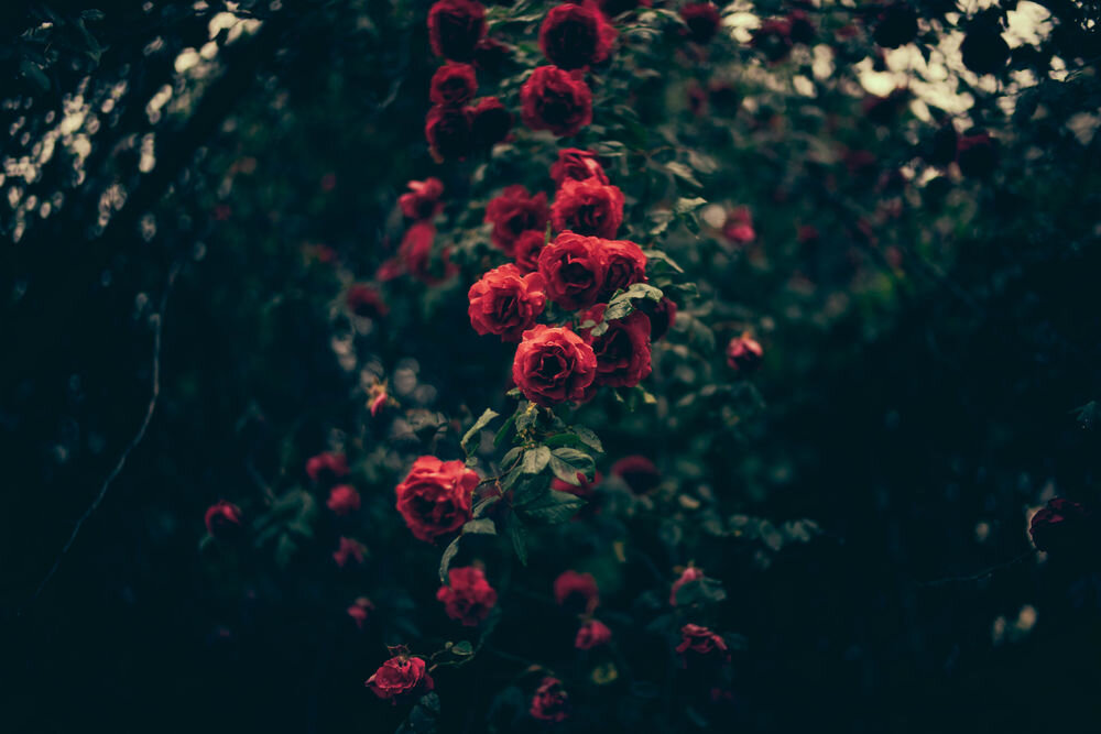 Изображение с открытого источника  https://wallpapers.99px.ru