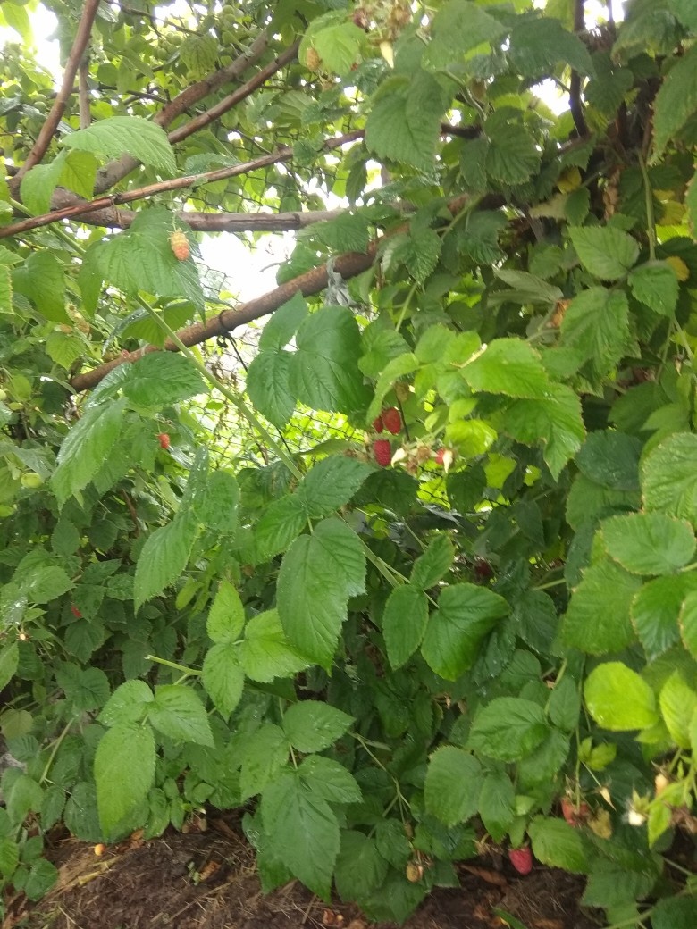                                  Ягода собрана только вчера, а уже сегодня назревают новые 