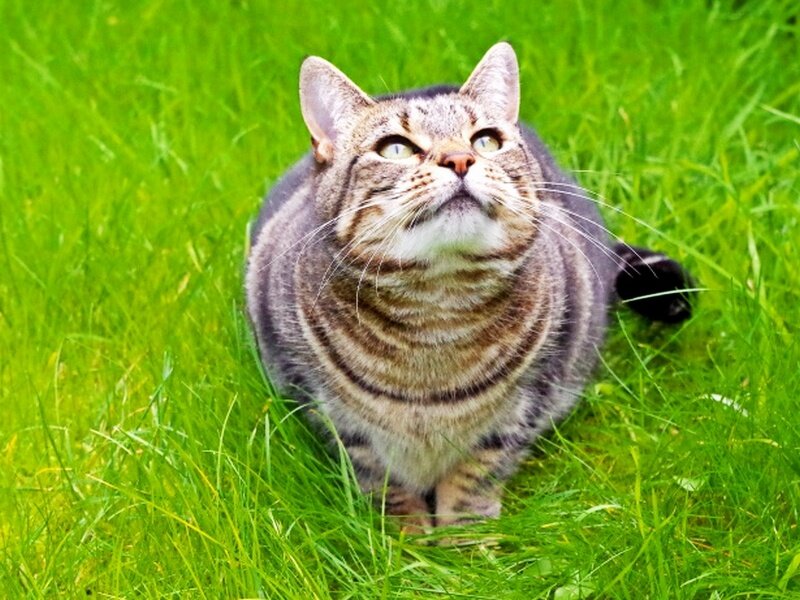 Коврик из травы для кота