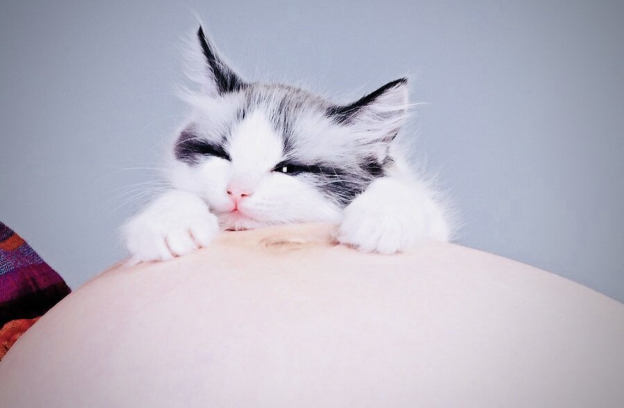 Правда, что беременным нельзя гладить кошек? | Татьяна Буцкая | Дзен