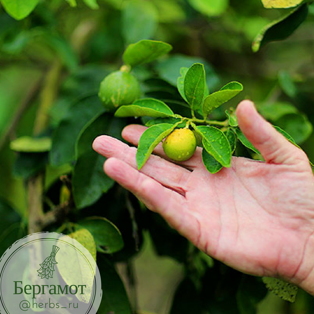 Бергамот и от стресса  и как зелье приворотное можно использовать! 