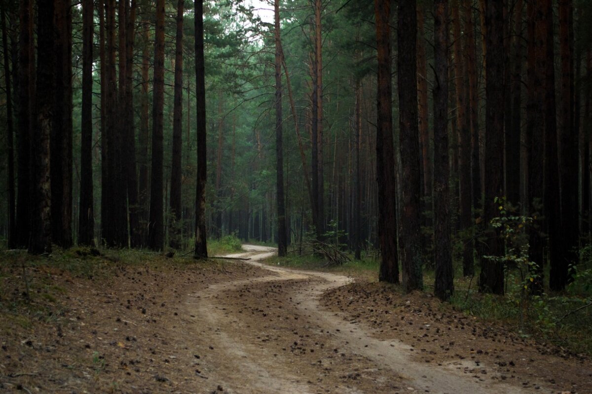 Преступление было совершено в похожем лесу. Реальное новостное видео с места событий смотрите в конце статьи. 