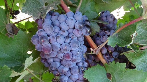 сорта винограда юга россии
