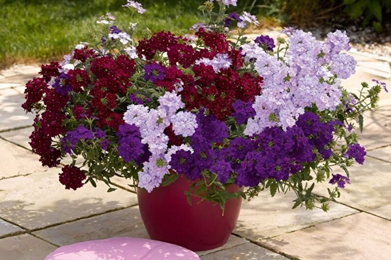 Фото из Интернета