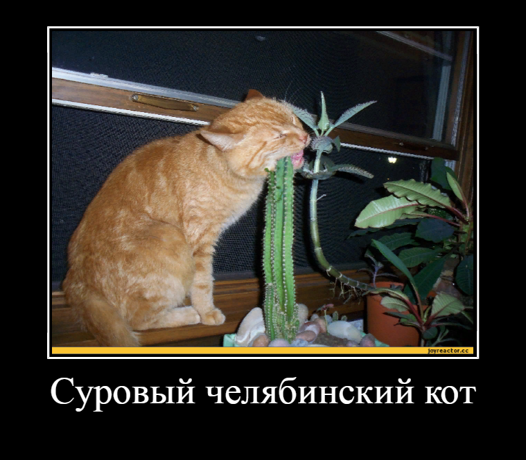 Голод не враг