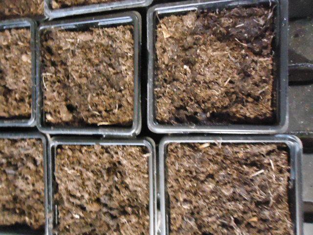 У меня в качестве грунта для посева петунии используется верховой торф, он быстро пересыхает, первый полив ничего не дает.