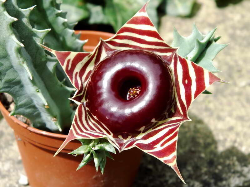 Гуэрния полосатая Huernia zebrina