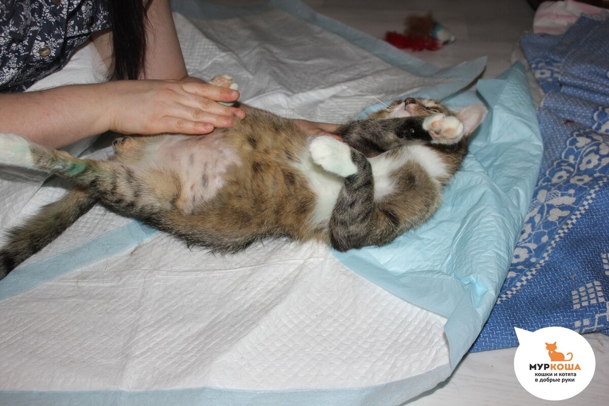 Франклин играет (хотя нужно делать упражнения)