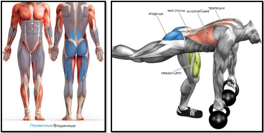 Тяга какие мышцы работают. Румынская тяга мышцы задействованы. Румынская становая тяга мышцы. Румынская тяга мышцы стабилизаторы. Вышагивания на платформу мышцы.