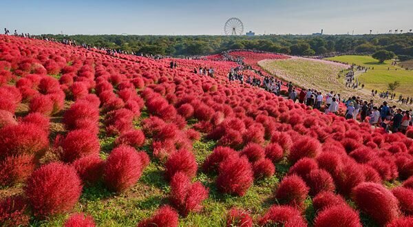 Парк Хитачи (Hitachi Seaside Park). Фото с сайта hisgo.com