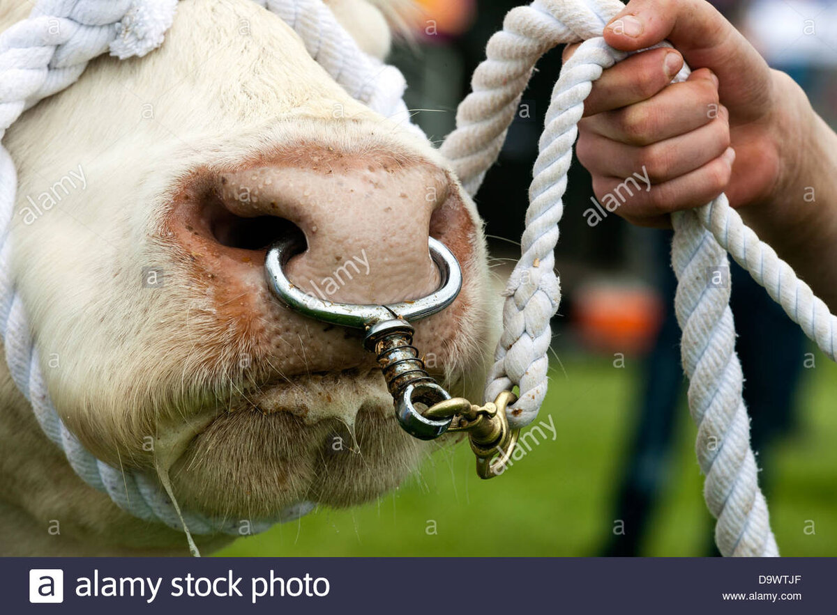 Кольцо у коровы