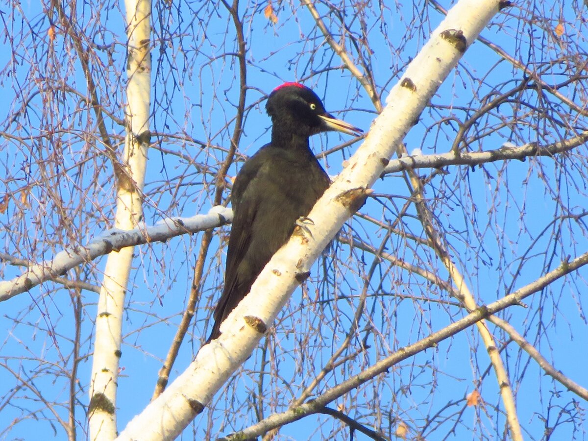 Мадам желна: испью берёзового сока! Фото автора.