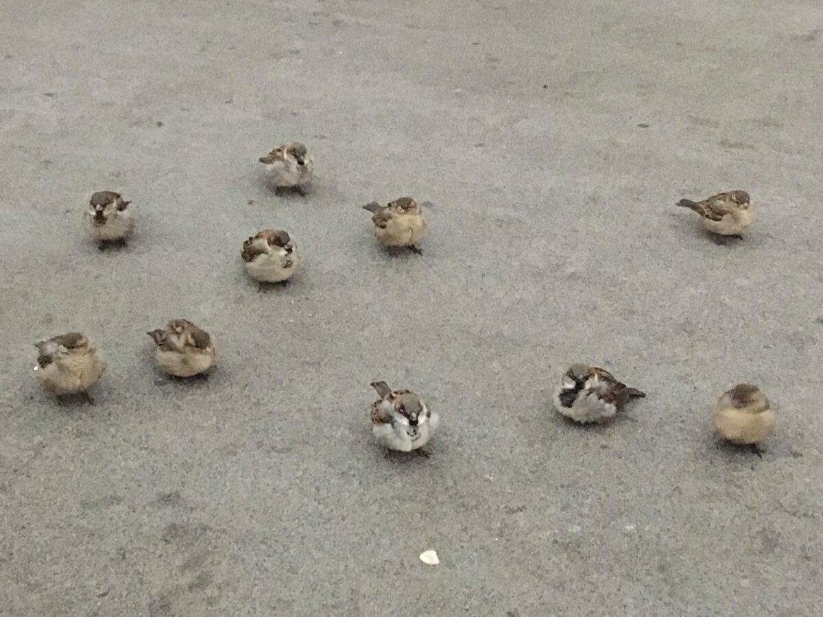 Холодная Москва встречает воробушками. 