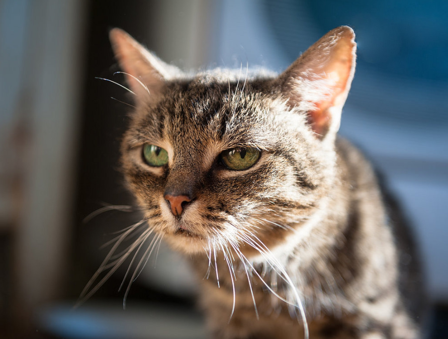 Если кошка старательно намывает хвост, то на завтра быть метели