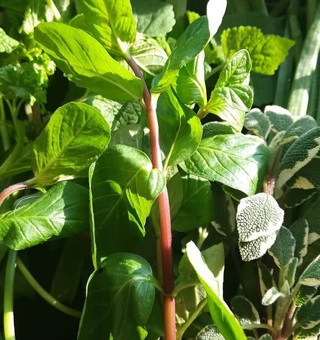 мята с дачи