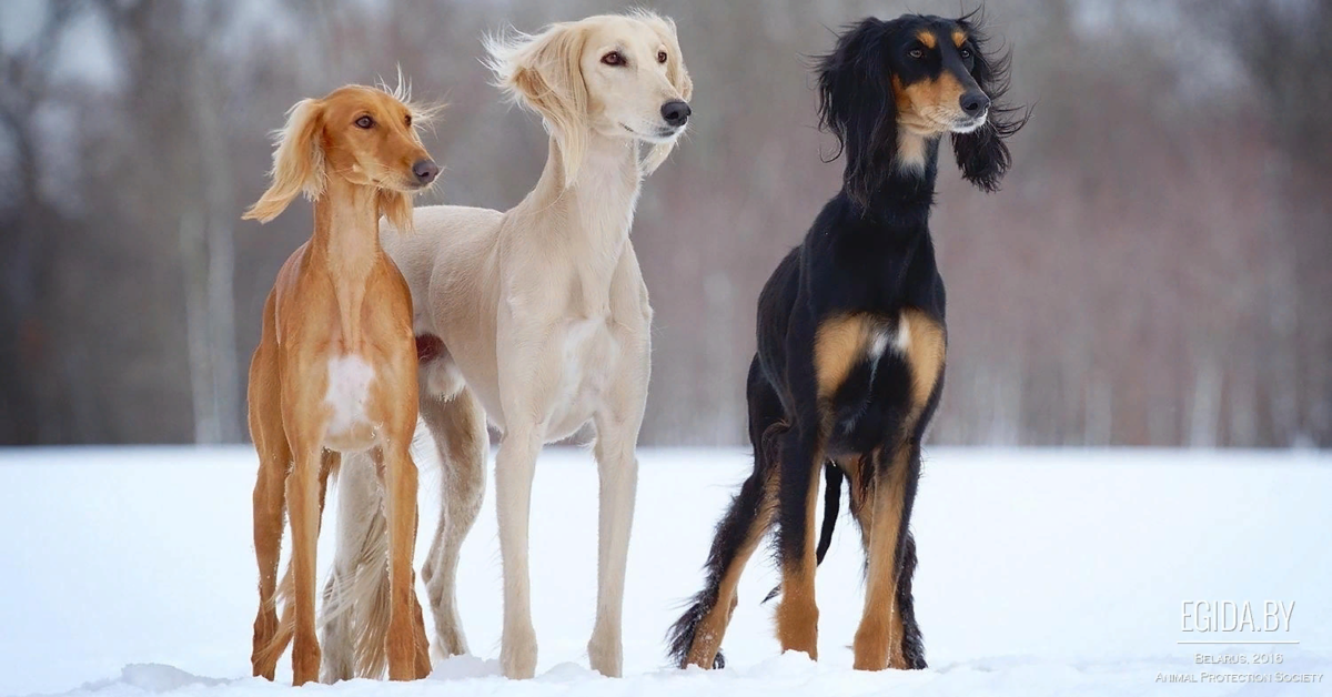 🐶ТОП-10 самых древних пород собак | Собачье дело | Дзен
