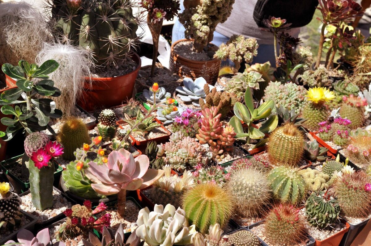 Лоток коллекционера кактусов на ярмарке в Киеве
