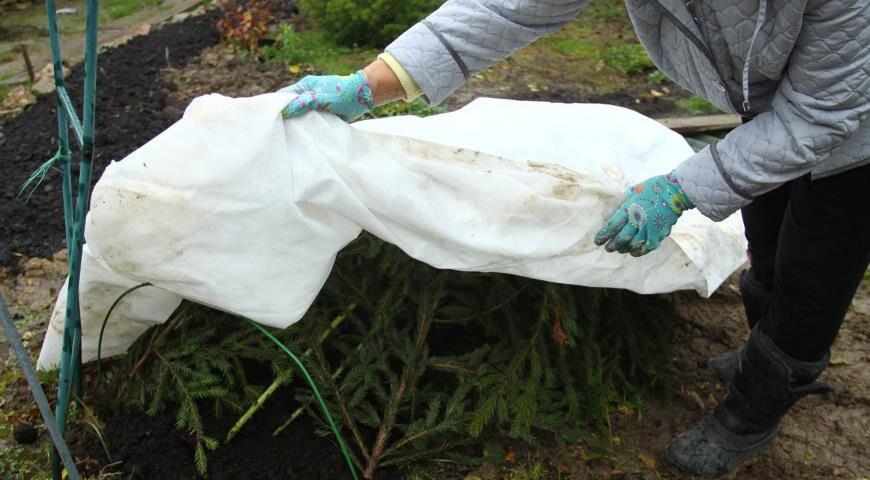Укрывание роз на зиму