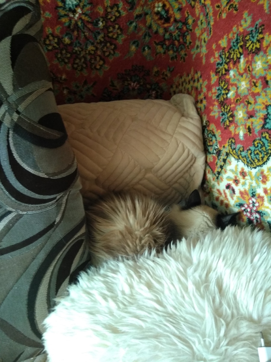 Бедный котя спрятался в угол. Я долго не могла найти его.