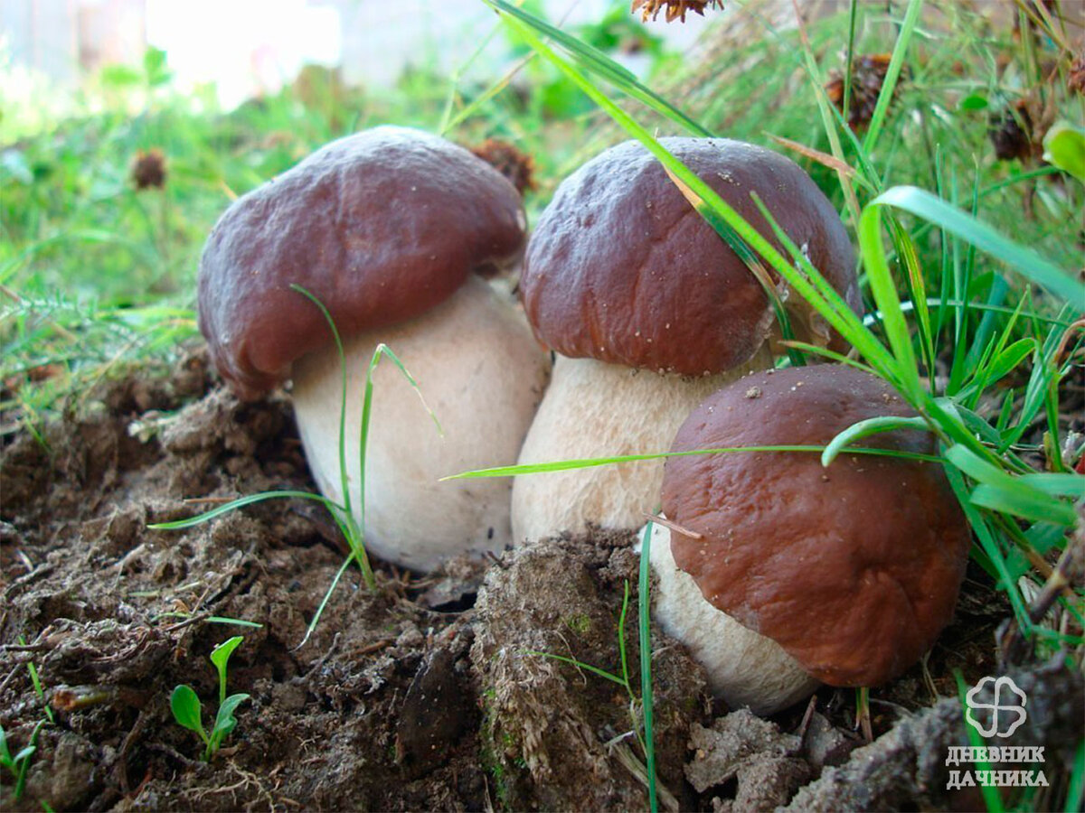 Белый гриб (Boletus Edulis) замороженный - Njordas