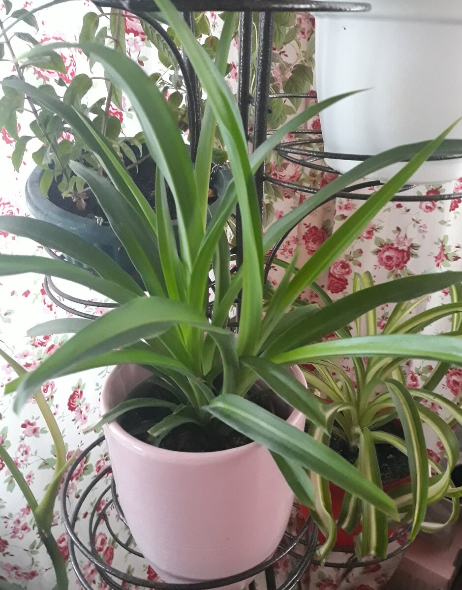 Мой хлорофитум 