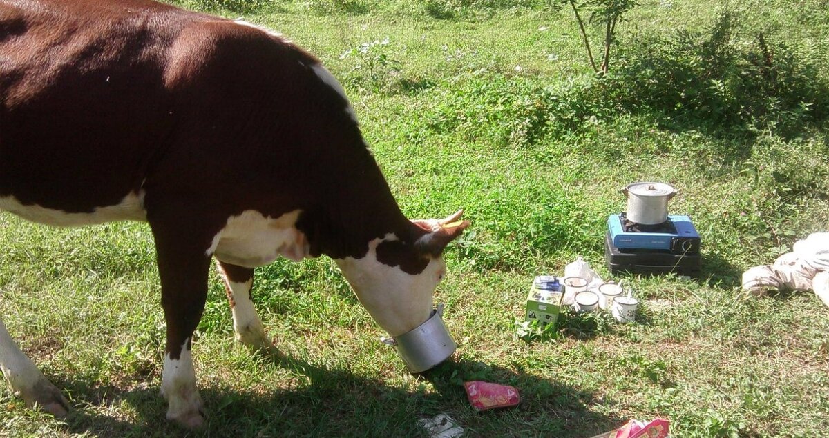 Корова решила съесть нашу кашу.