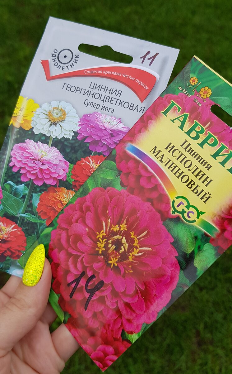 Циния. Уже давно не сею на рассаду, сажаю в мае сразу в открытый грунт ...