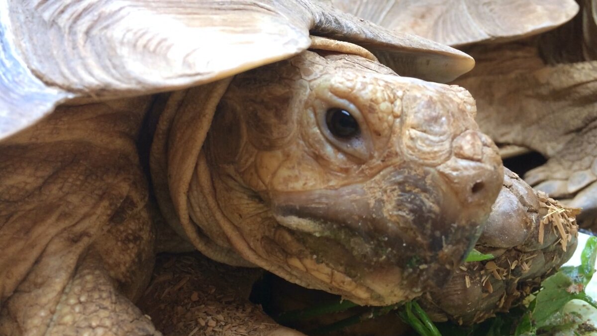 Черепахи примет. Галапагосские черепахи в Московском зоопарке. Черепахи 2020. Черепаха долгожитель рекорд. Черепахи в зоопарке Москва.