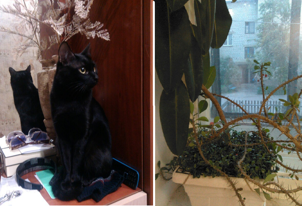 Моисей и спасенный фикус