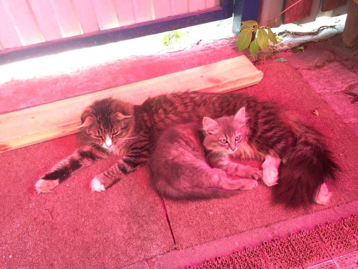 Вот лежим в тени. спрятались от солнышка