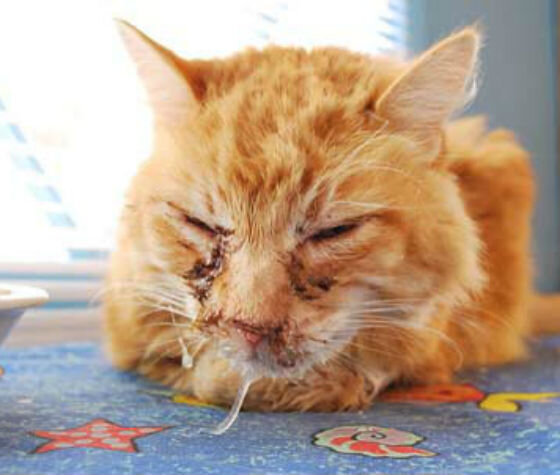 Диагностика