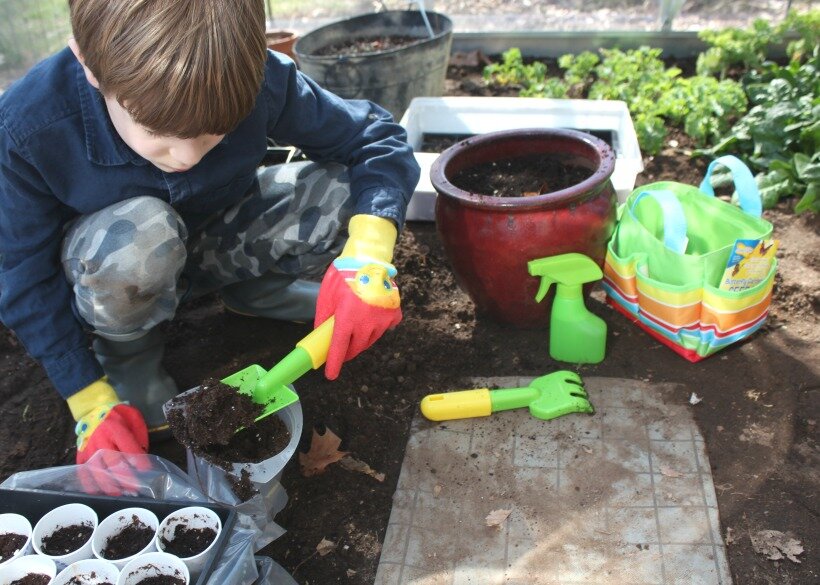 1. Позволить почве  дышать. Дети любят копаться в грязи. Судя по опыту работы с песочницами и пляжами, они будут слишком твердо собирать грязь в горшок или садовую кровать. Поговорите о том, как растениям и семенам нужно немного воздуха в почве, чтобы они могли дышать. Используйте небольшой садовый культиватор, чтобы они могли аккуратно разбить грязь перед тем, как положить семена или посадить рассаду.																 																	 				 																			 
