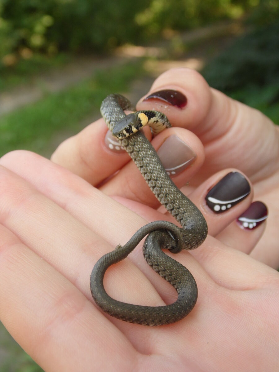 Змея была маленькая
