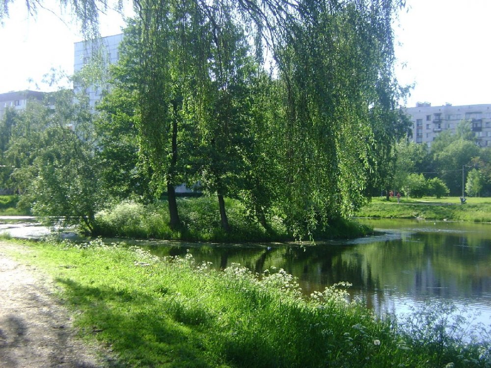 Один из прудов на месте бывшей усадьбы Якова Брюса. Фото Википедия  