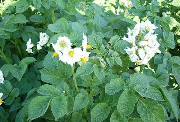 Фото: https://st03.kakprosto.ru//images/article/2014/1/9/72265_52ce5d39bdd8152ce5d39bddc1.jpeg