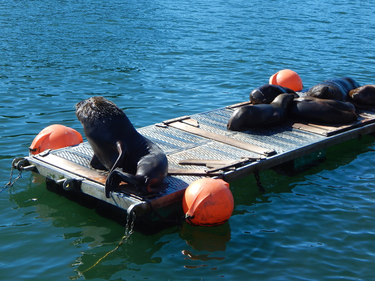 город Вальдивия . Морские львы вылезли на  плот, погреться на солнышке. 