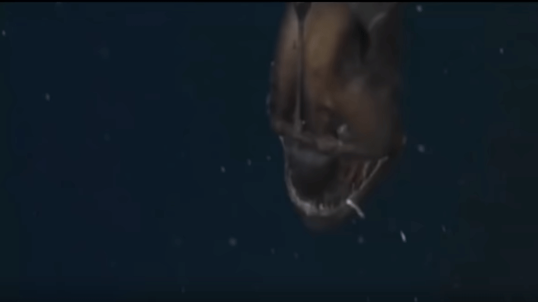Существо из марианской впадины "морской черт" или "Удильщик"