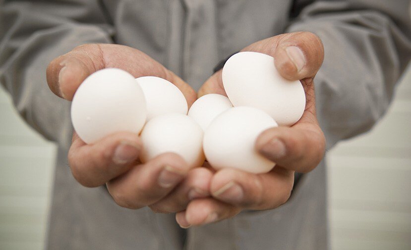 Куриные яйца