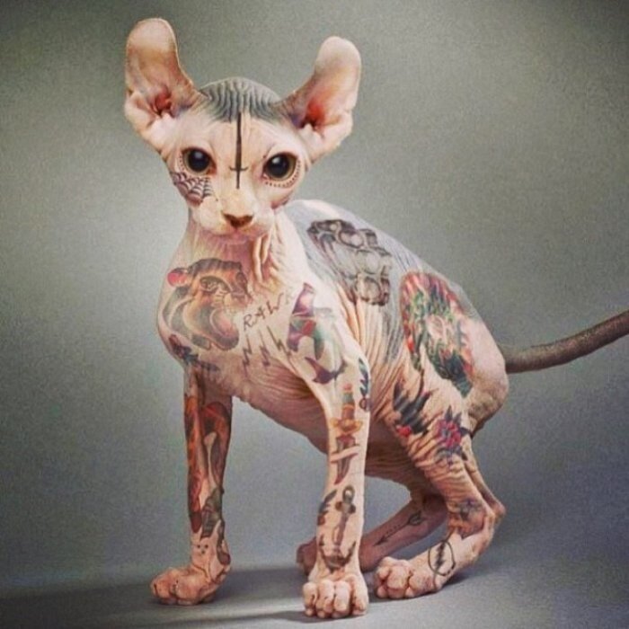 Татуировки домашних животных, способ запомнить их навсегда