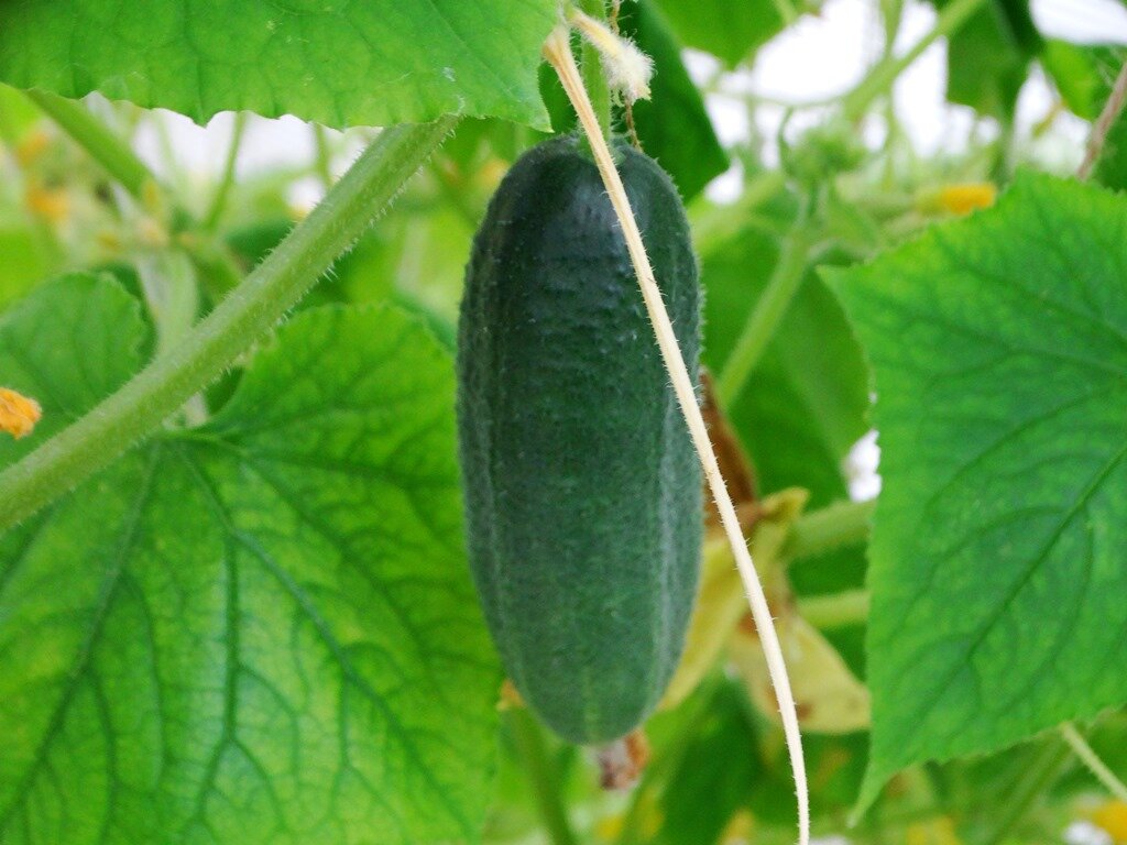 Огурцы в теплице пока еще плодоносят