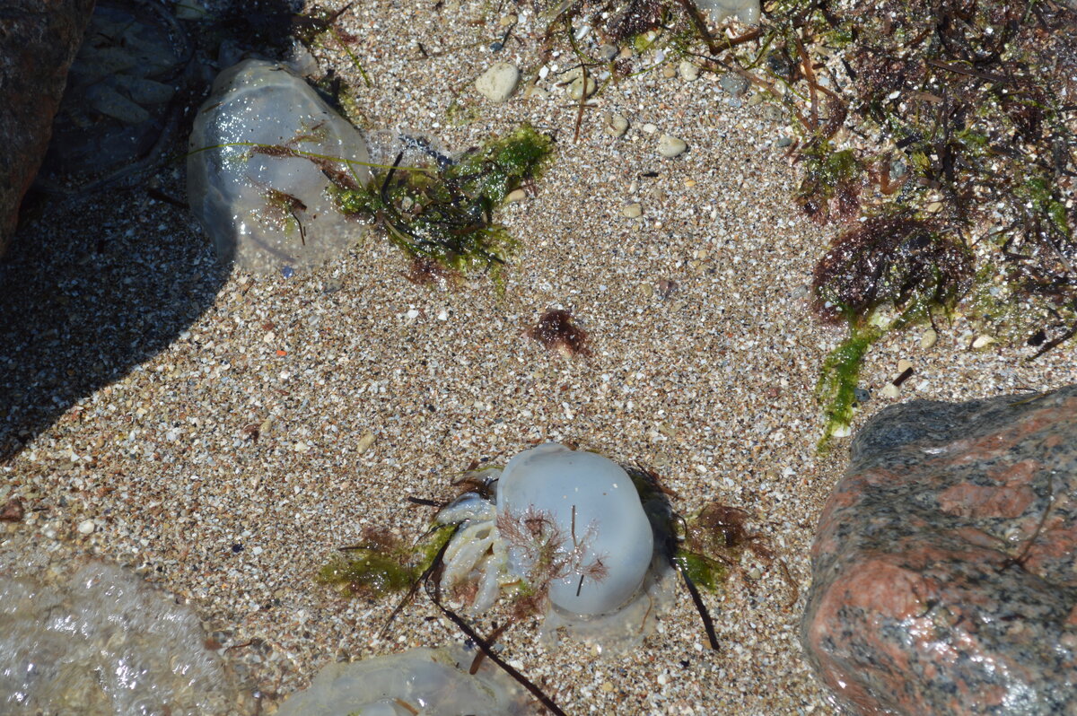 Медузы в Геническе