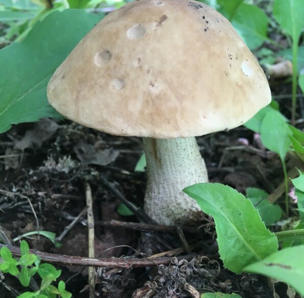 Лето в Подмосковье в этом году не задалось. Холодно и дождик почти каждый день. Одна радость – грибов навалом, хоть косой коси. А грибной супчик моя семья любит.