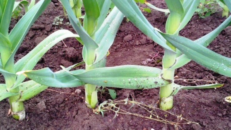 Гигантские листы, в самом деле - слоновий чеснок:)