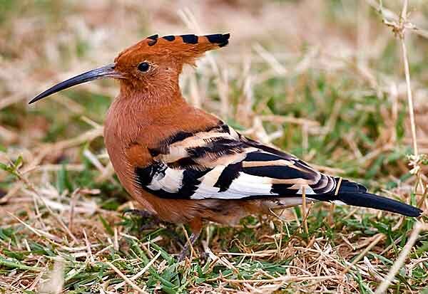 Африканский удод. Источник фото: robertwinslowphoto.com