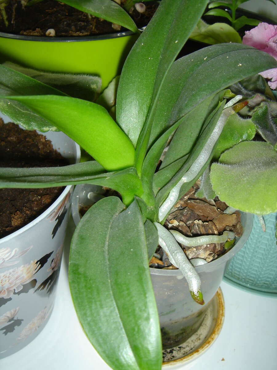 Мини-орхидея. Фото автора