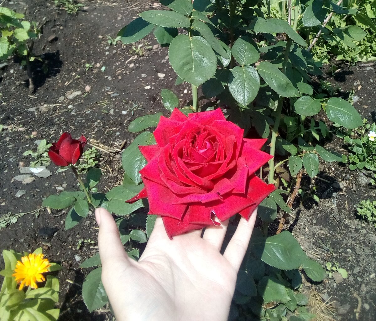 Корнесобственная роза, выращена из черенка
