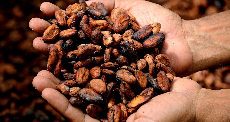 https://pixabay.com/photos/hands-cocoa-cacao-delicious-2430200/