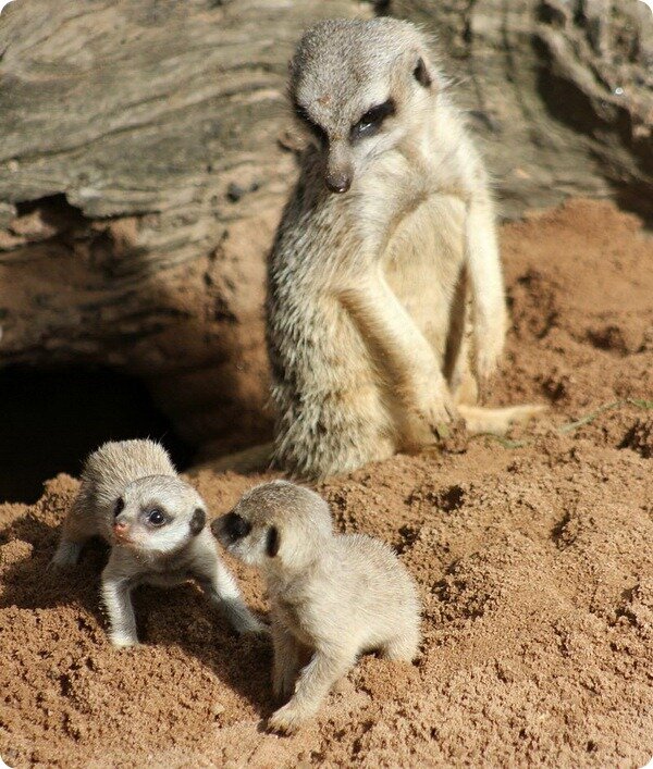 норы сурикатов. сурикаты в природе. африканский сурикат. африканский сурикат. суслики и сурикаты.